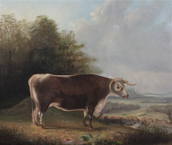 George Gregory (19th C.) Louke, 5yrs old - a naive study of a bull 25 x 30in.